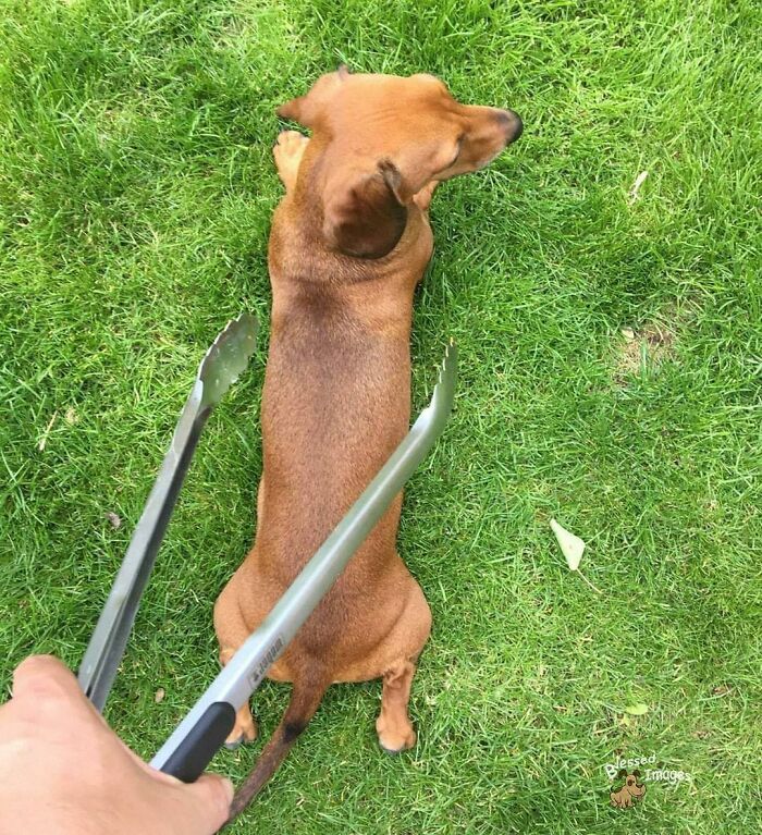 These 113 Adorable Animal Pics Are Basically Happiness in Photo Form