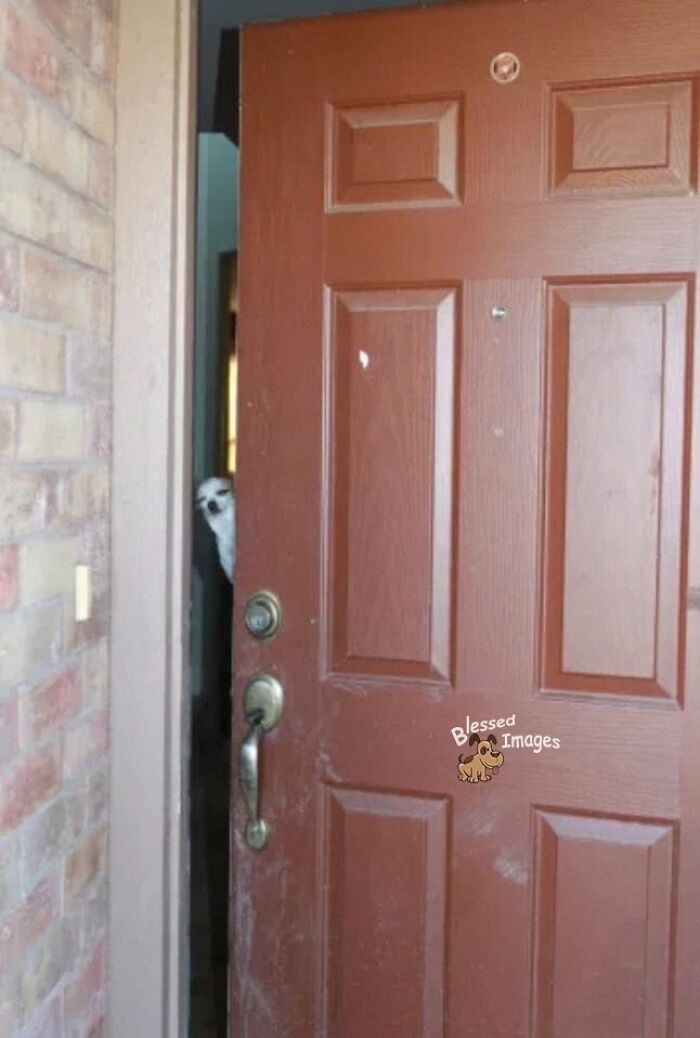 These 113 Adorable Animal Pics Are Basically Happiness in Photo Form