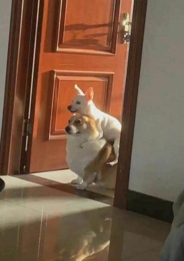 These 113 Adorable Animal Pics Are Basically Happiness in Photo Form