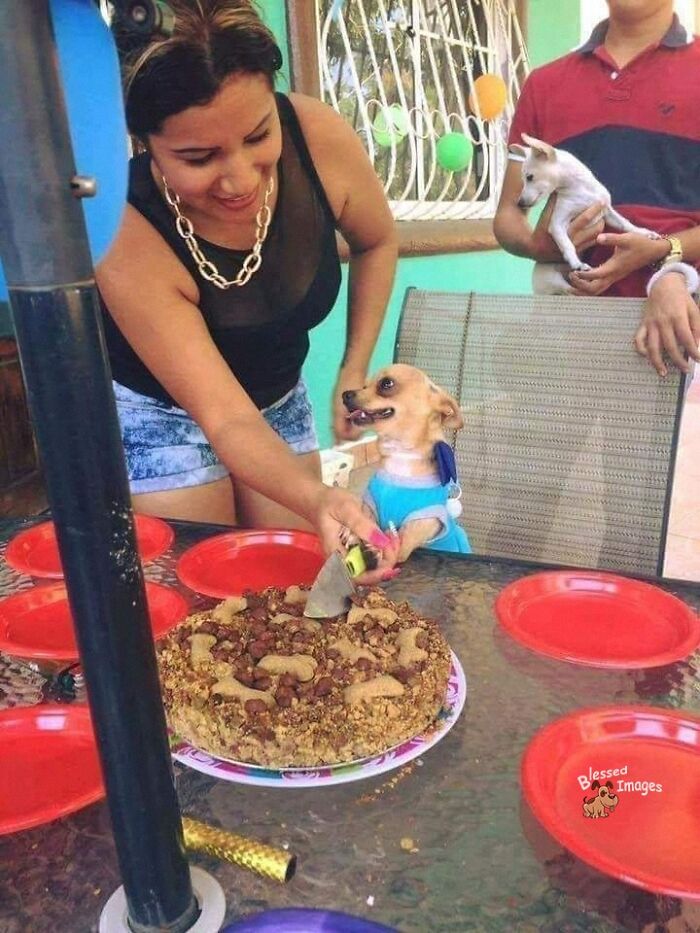 These 113 Adorable Animal Pics Are Basically Happiness in Photo Form