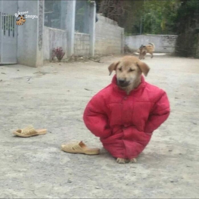 These 113 Adorable Animal Pics Are Basically Happiness in Photo Form