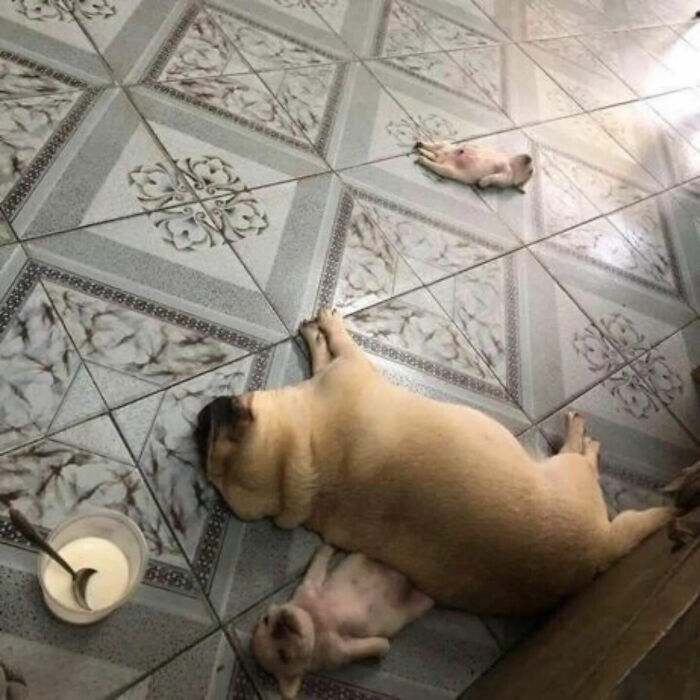 These 113 Adorable Animal Pics Are Basically Happiness in Photo Form