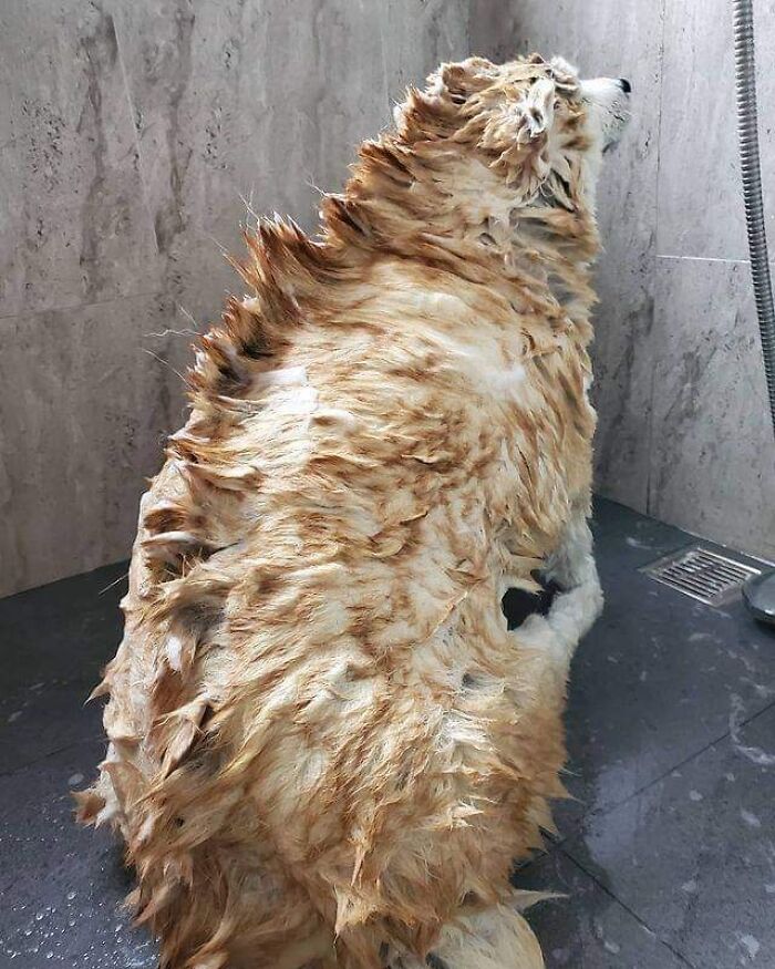 These 113 Adorable Animal Pics Are Basically Happiness in Photo Form