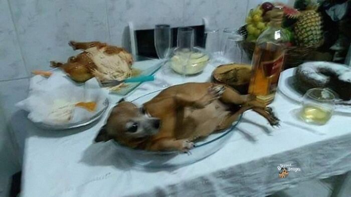 These 113 Adorable Animal Pics Are Basically Happiness in Photo Form