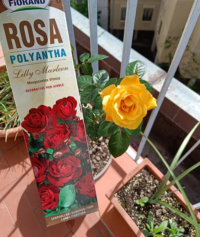Bought a Dormant Rose in February... And It’s Actually Gorgeous
