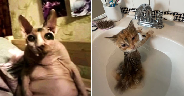 93 Hilariously Awful Cat Photos That’ll Make You Laugh Till You Cry