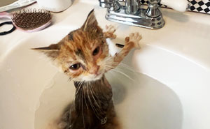 93 Hilariously Awful Cat Photos That’ll Make You Laugh Till You Cry