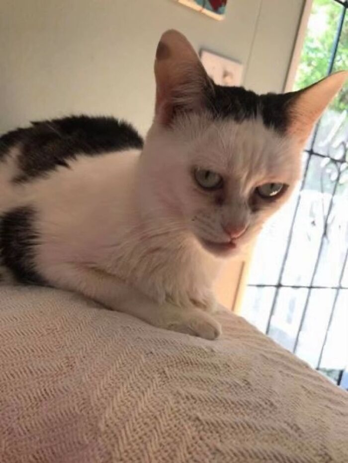 Meet Hubert, The Cat Who’s Just Not Having It