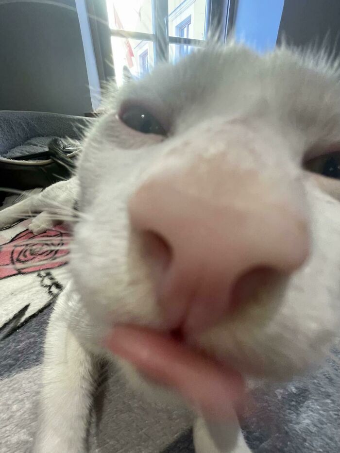 Come Here, Bby Gurl: The Cat That’s Too Cool For You