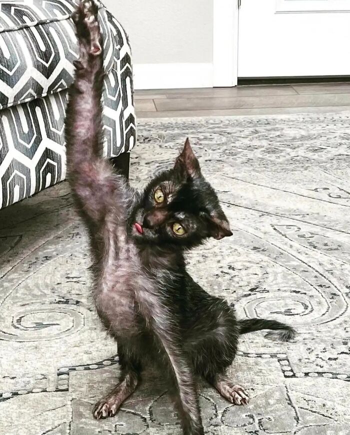 My Friend’s Lykoi Cat Looks Like A Tiny Werewolf