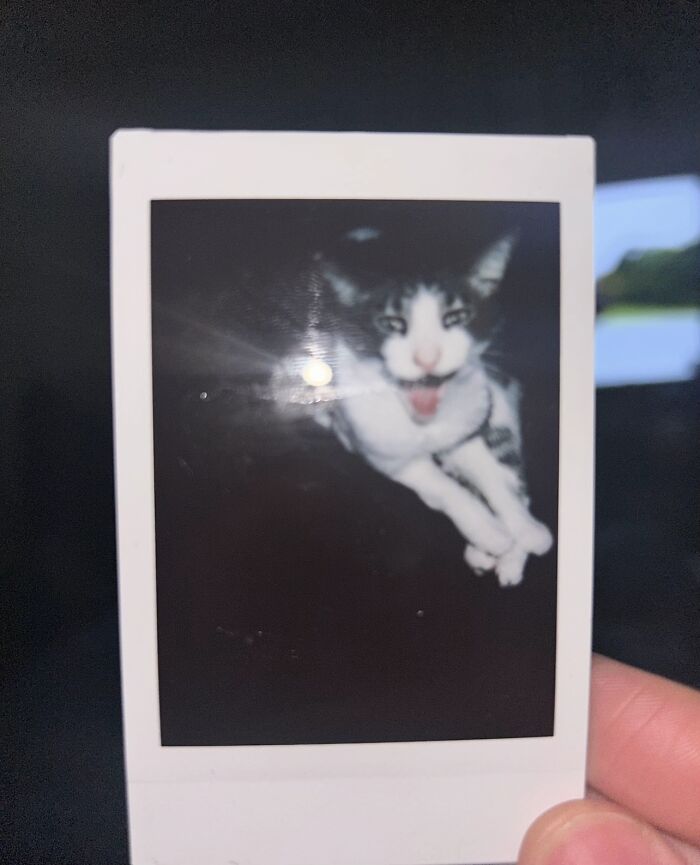 Tried To Take A Cute Polaroid Of My Cat, Got This Instead