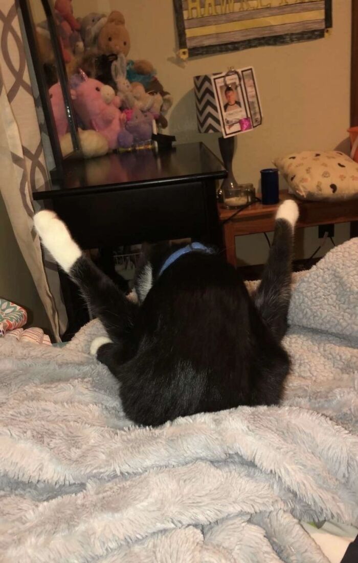 My All-Time Favorite Cat Photo, Hands Down