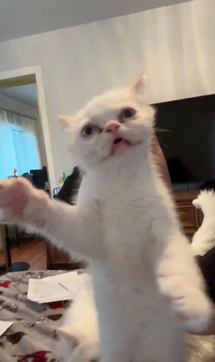 I Might Just Win This Cat Face Contest