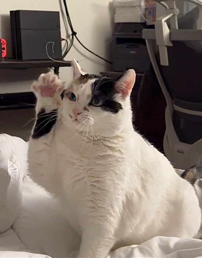 I Have A Question, And It’s Probably About Cats