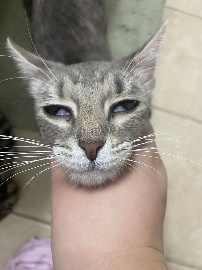 She Loves Chin Scratches, Clearly