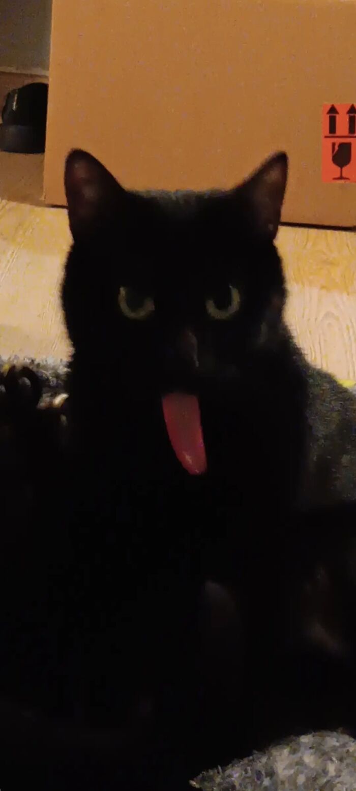 I Swear I Never Thought A Cat’s Tongue Could Look This Long