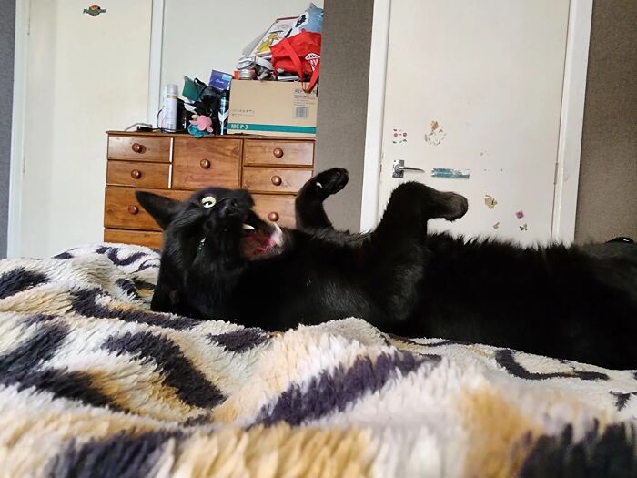 Caught Mid Yawn – Again