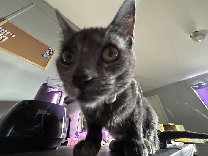 My Prettiest Lady, No Contest