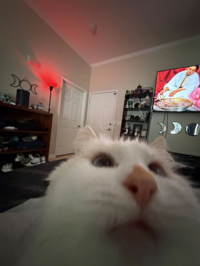 Teheheh, Because Why Not?