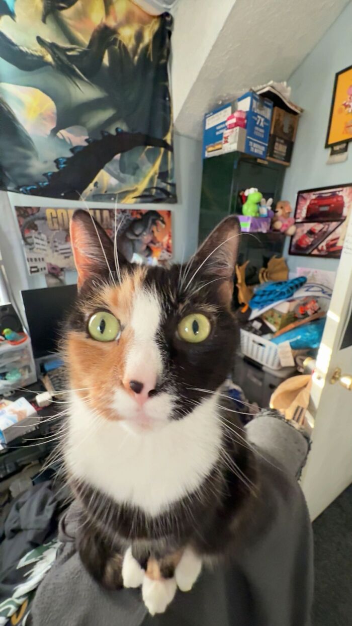 I Have Three Cats, But This One’s Just Zoned Out