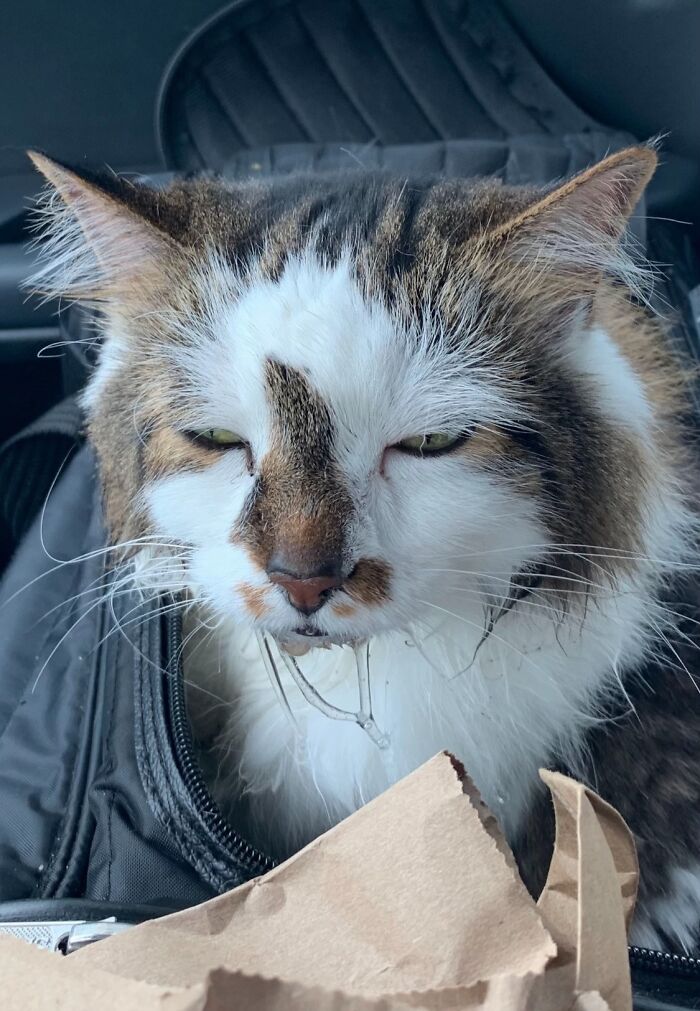 My Poor Baby Was So Car Sick LOL