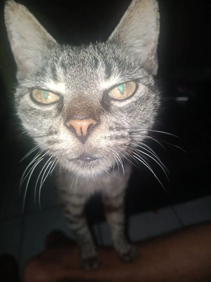 My Friend’s Cat Is A Whole Mood