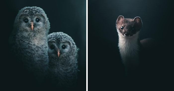 Wait, These Wild Animal Photos Are Basically Art? Yup, And Here’s Why!