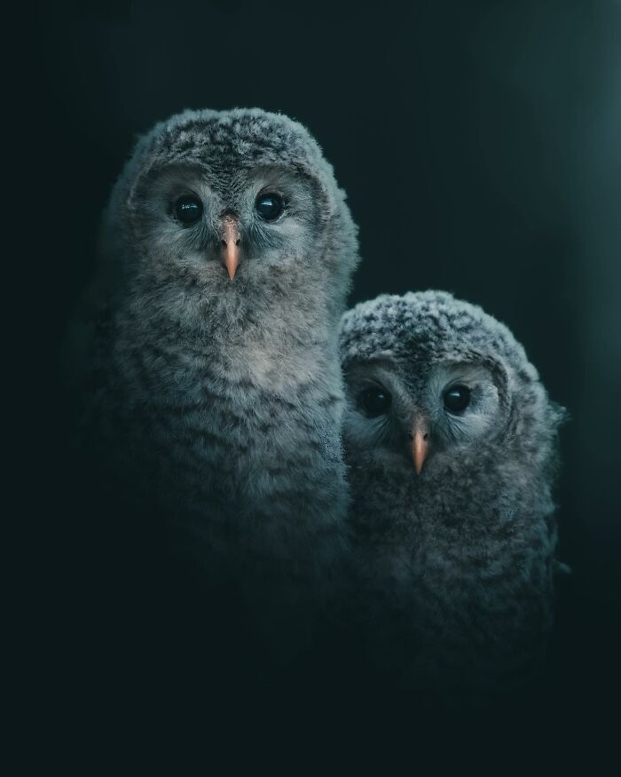 Wait, These Wild Animal Photos Are Basically Art? Yup, And Here’s Why!