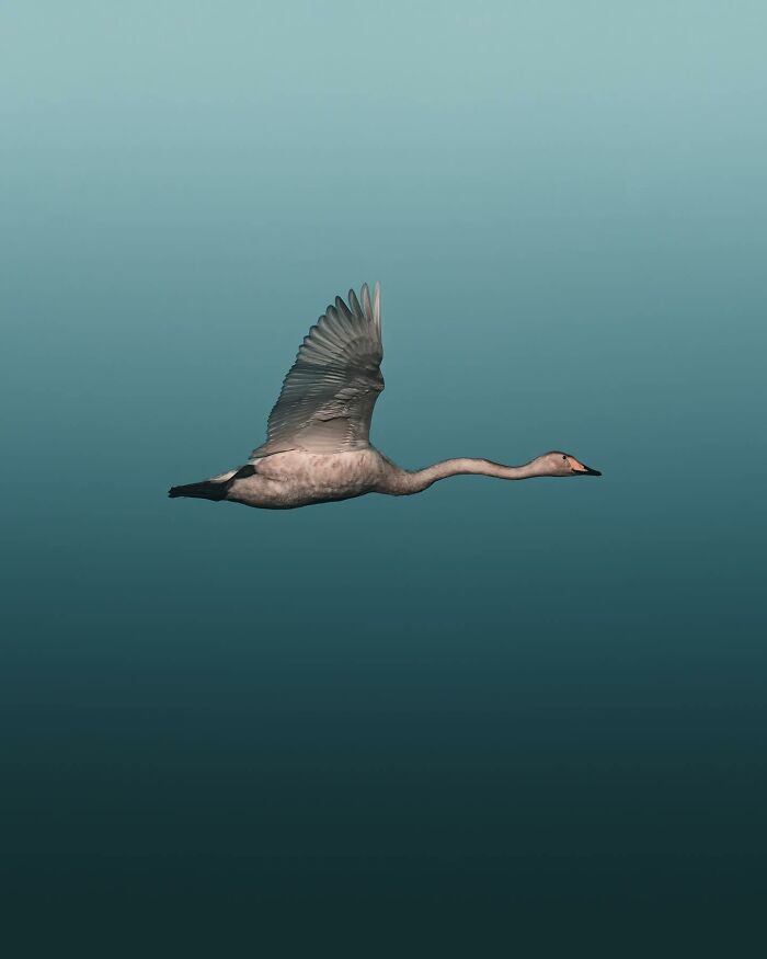 Wait, These Wild Animal Photos Are Basically Art? Yup, And Here’s Why!