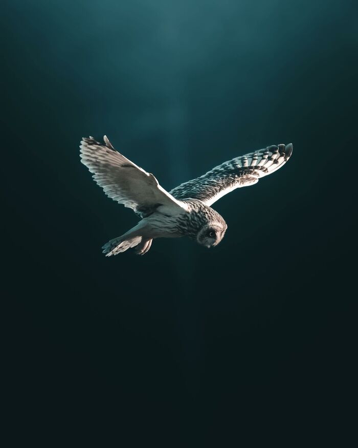 Wait, These Wild Animal Photos Are Basically Art? Yup, And Here’s Why!