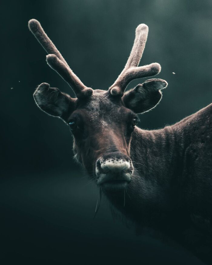 Wait, These Wild Animal Photos Are Basically Art? Yup, And Here’s Why!