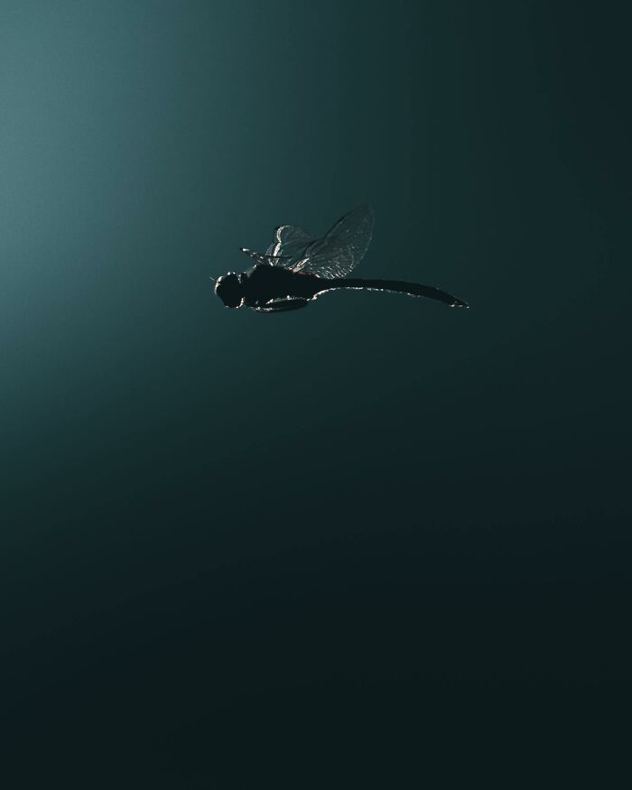 Wait, These Wild Animal Photos Are Basically Art? Yup, And Here’s Why!