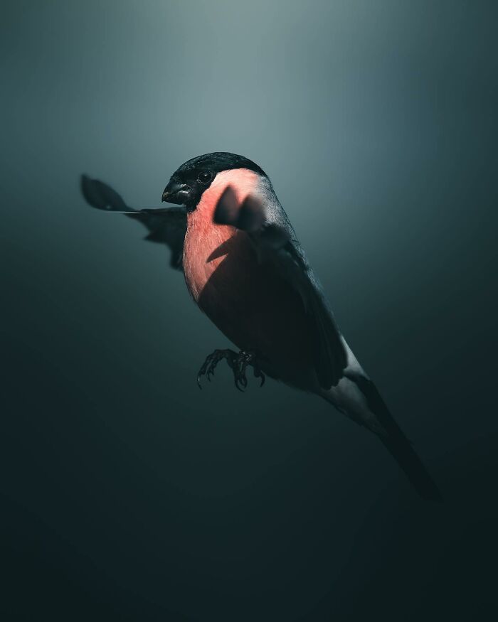 Wait, These Wild Animal Photos Are Basically Art? Yup, And Here’s Why!