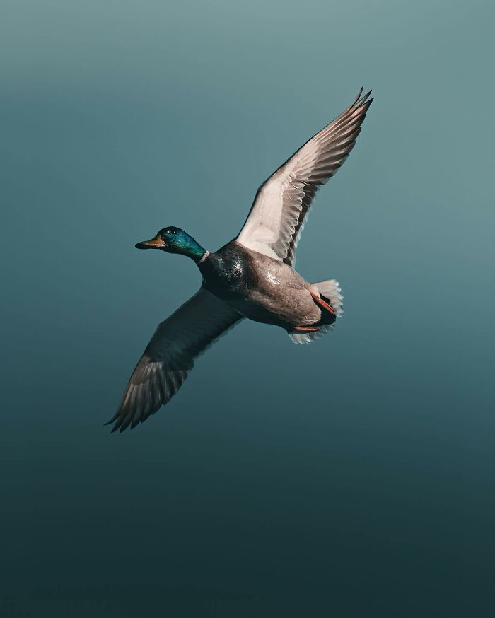 Wait, These Wild Animal Photos Are Basically Art? Yup, And Here’s Why!