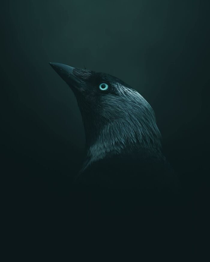 Wait, These Wild Animal Photos Are Basically Art? Yup, And Here’s Why!