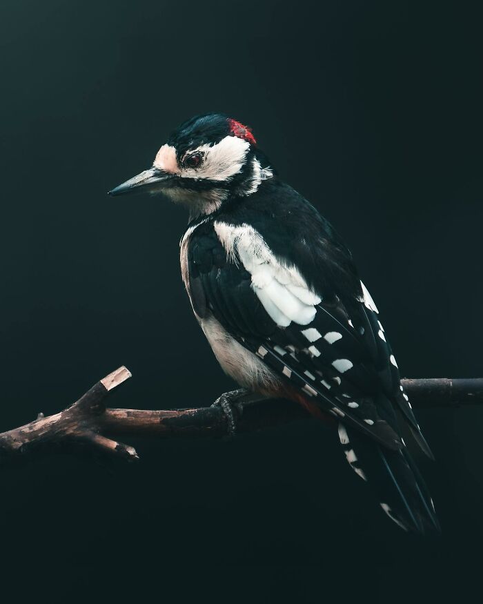 Wait, These Wild Animal Photos Are Basically Art? Yup, And Here’s Why!