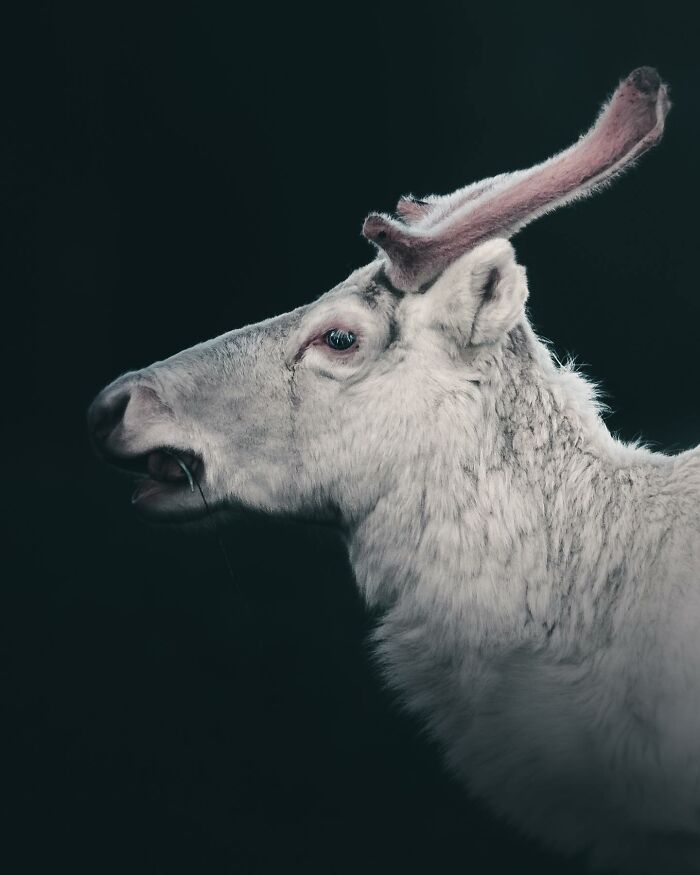 Wait, These Wild Animal Photos Are Basically Art? Yup, And Here’s Why!