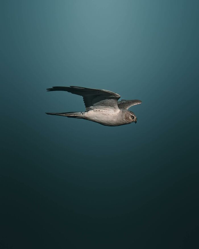 Wait, These Wild Animal Photos Are Basically Art? Yup, And Here’s Why!