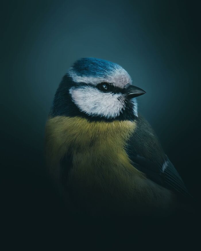 Wait, These Wild Animal Photos Are Basically Art? Yup, And Here’s Why!