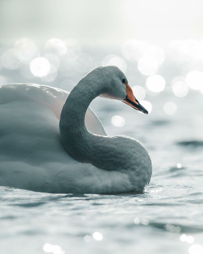 Wait, These Wild Animal Photos Are Basically Art? Yup, And Here’s Why!