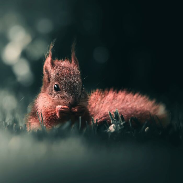 Wait, These Wild Animal Photos Are Basically Art? Yup, And Here’s Why!