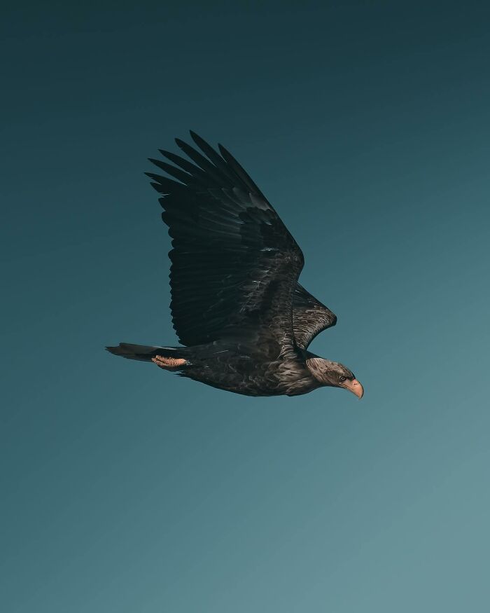 Wait, These Wild Animal Photos Are Basically Art? Yup, And Here’s Why!