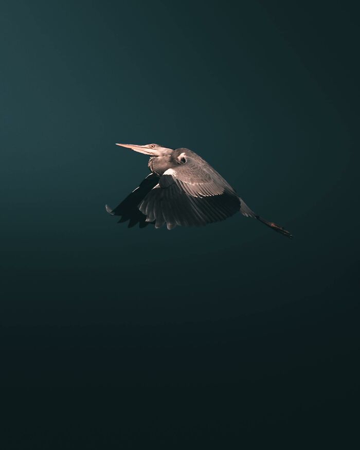 Wait, These Wild Animal Photos Are Basically Art? Yup, And Here’s Why!