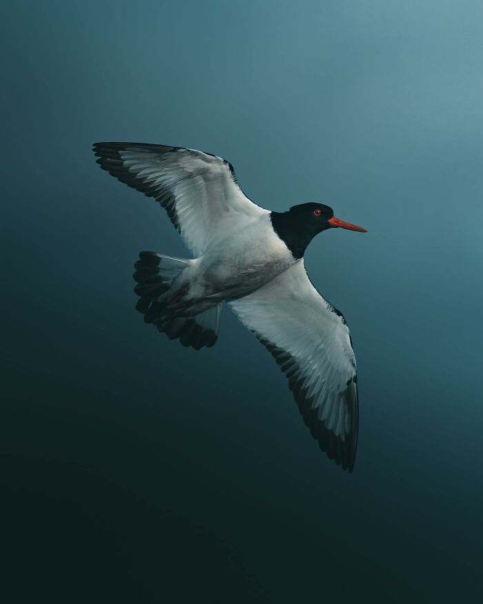 Wait, These Wild Animal Photos Are Basically Art? Yup, And Here’s Why!