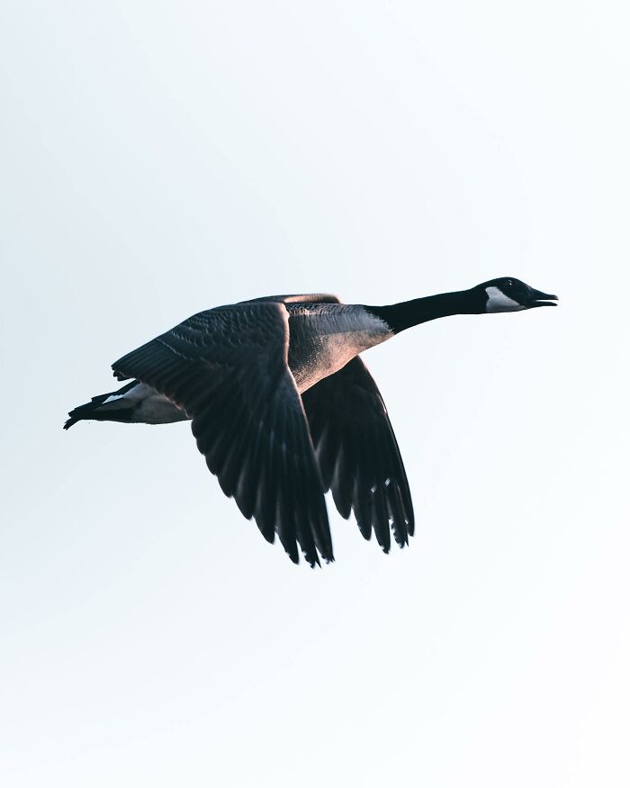 Wait, These Wild Animal Photos Are Basically Art? Yup, And Here’s Why!