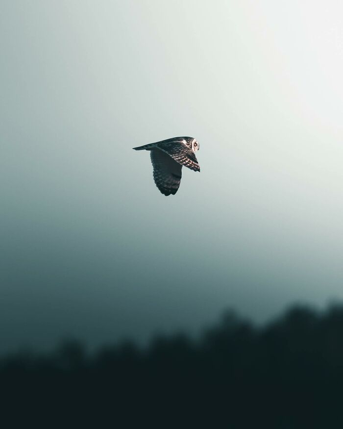 Wait, These Wild Animal Photos Are Basically Art? Yup, And Here’s Why!