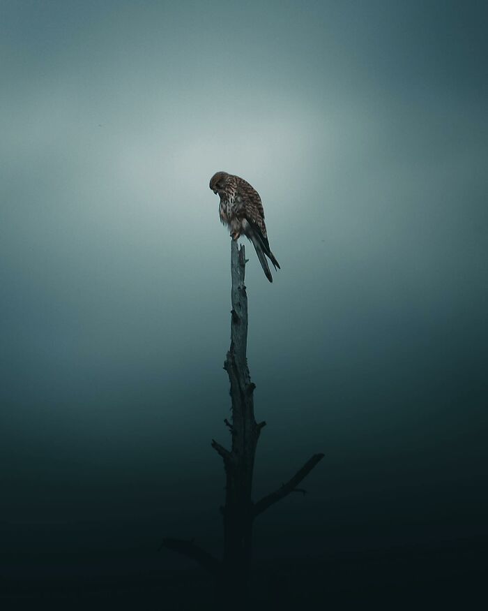 Wait, These Wild Animal Photos Are Basically Art? Yup, And Here’s Why!