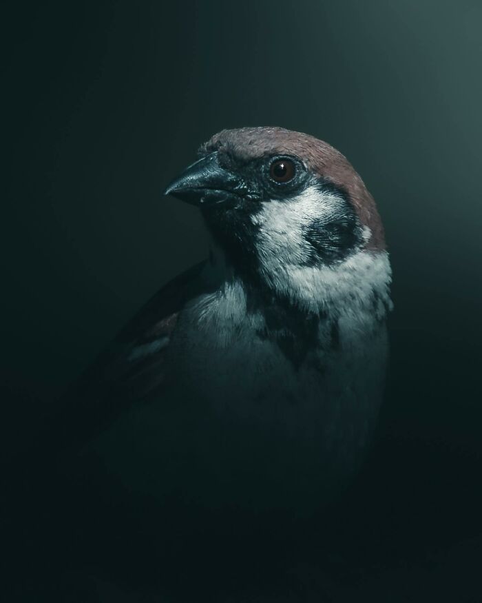 Wait, These Wild Animal Photos Are Basically Art? Yup, And Here’s Why!