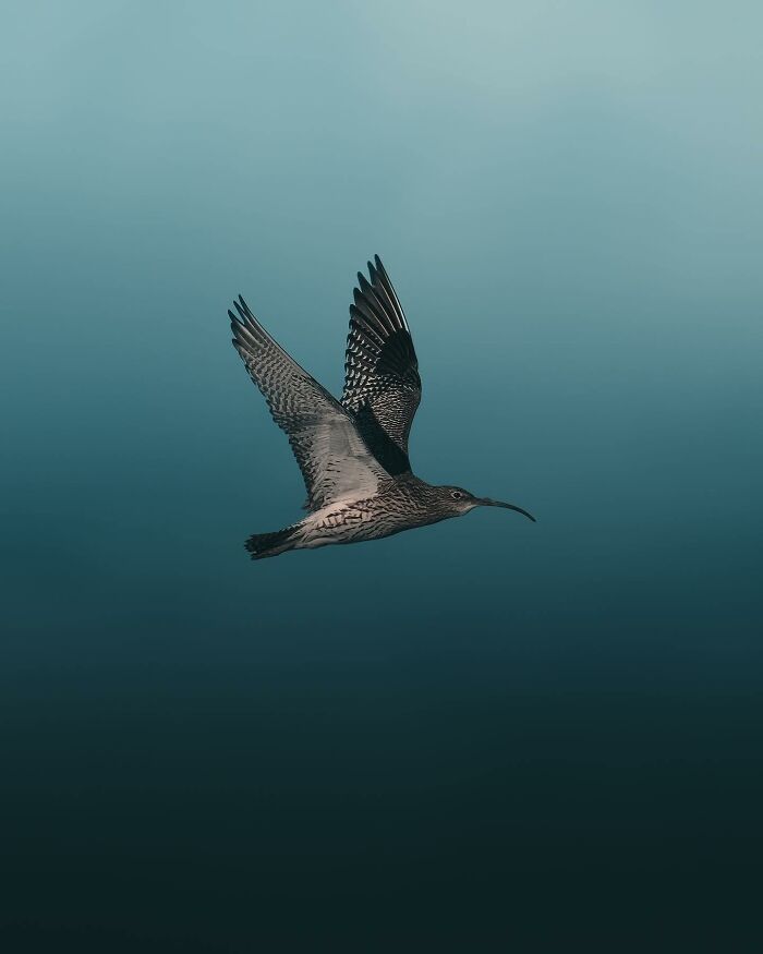 Wait, These Wild Animal Photos Are Basically Art? Yup, And Here’s Why!