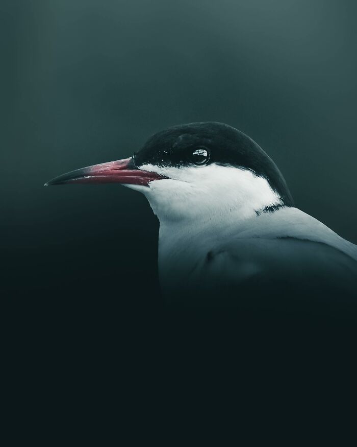 Wait, These Wild Animal Photos Are Basically Art? Yup, And Here’s Why!